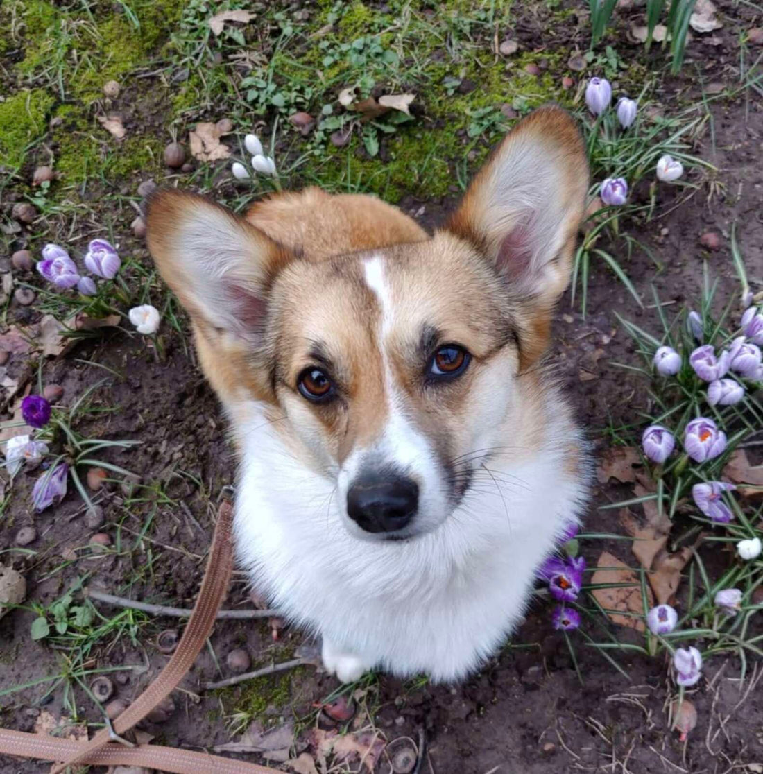 Amid the Pandemic A Neighborhood Dog Gets A Sign To Encourage More People To Interact With Her