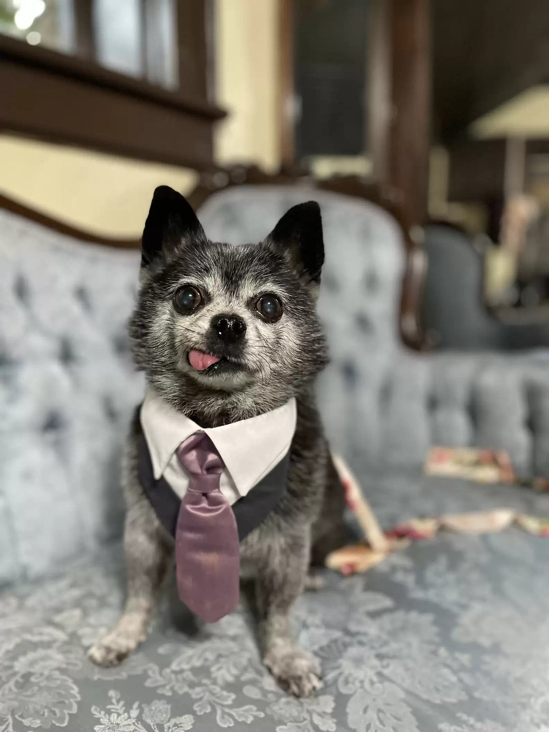 Senior Rescue Dog Plays Ring Bearer At His Parents Wedding!