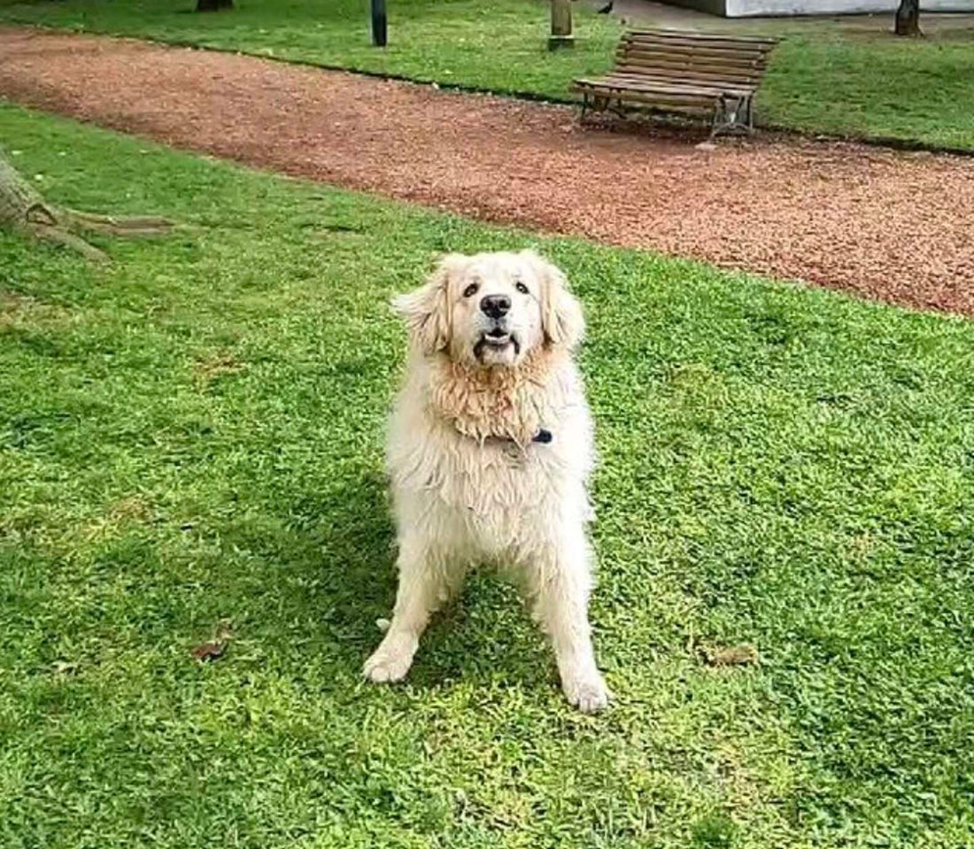 Adorable Dog Pretends To Be Someone Else's Dog When It's Time To Leave Dog Park!