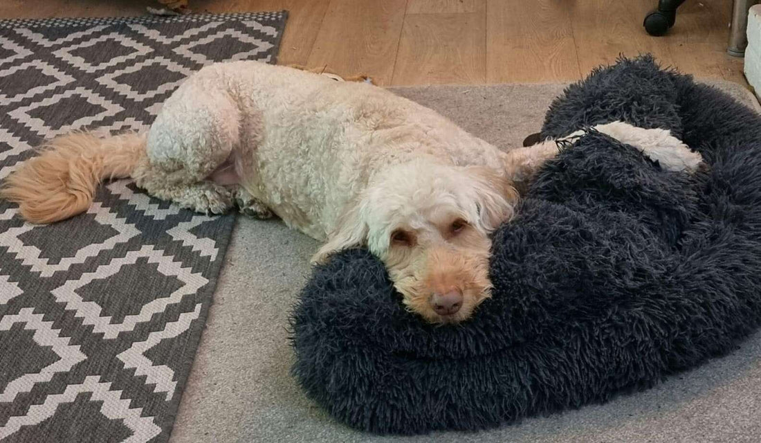 This Dog Brings Her Bed Everywhere!