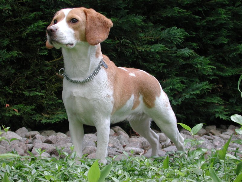 Flu And Cold Medicines Can Pose Serious Threat To Your Pups