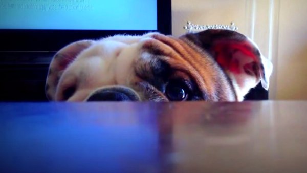 These English Bulldogs Have 8 Hilarious Quotes About Life That Will Hurt Your Face!