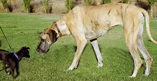 5 Ways To Avoid Expensive Vet Bills And Keep Your Fur Kid SAFE!
