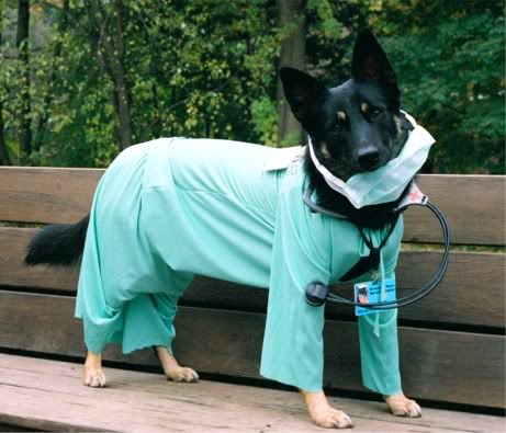 Top 10 German Shepherd Halloween Costumes That Will Drop Your Jaw!