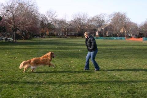 Woman Spreads Her Golden Retriever Pup's Ashes, But Seconds Later, I Can't Believe This!