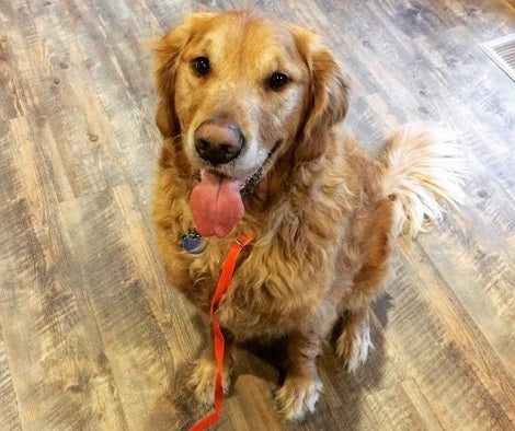 Pup Diagnosed With Cancer Lost His Leg, But His Best Friend Kept His Spirits High!