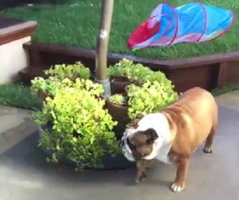 Today Is This Pup's Playtime Party And He Just Doesn't Know Where To Begin!