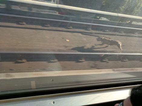 Terrified Stray Dog Delays Train Now He's Looking For His Forever Loving Home