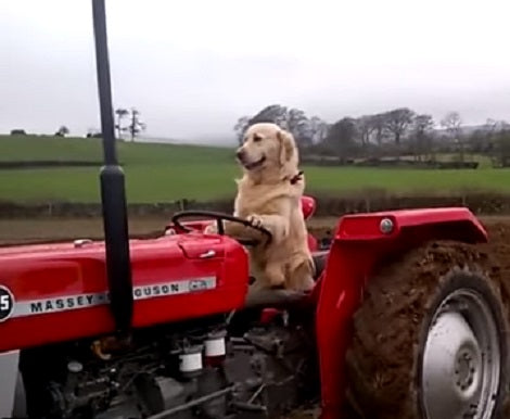 The Talent This Pup Has Is Going To Blow Your Mind Out Of Proportion!
