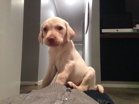 Little Girl's Puppy Was Stolen, Then Overnight A Miracle Happened!