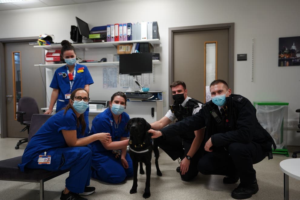 Wellbeing Dog Visits COVID Hospital To Boost Morale Of Staff Caring For Patients