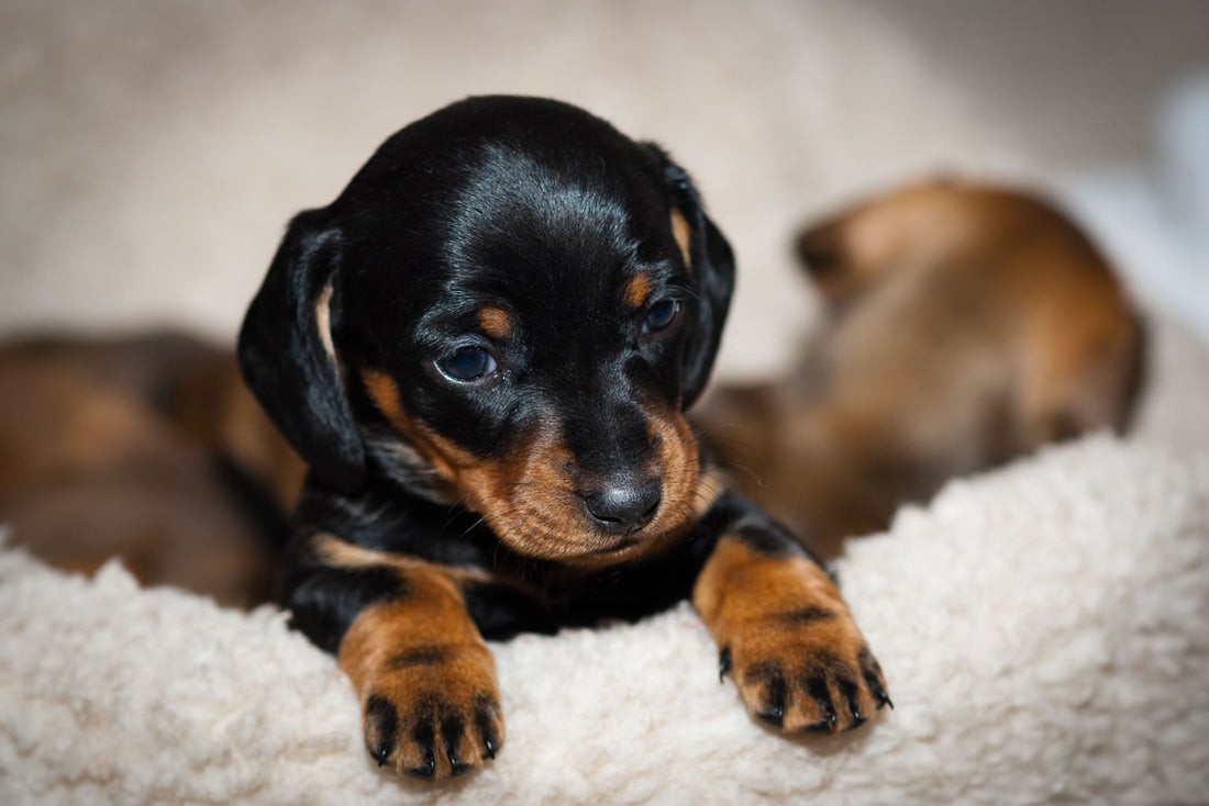 Dachshund Pups 101 - Get To Know Your Fur Ball Better!