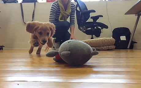 The Matrix Version Of Dachshund Chasing His Toy!