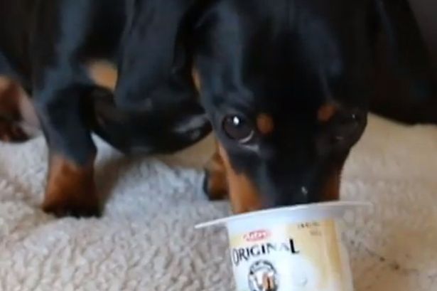 This Adorable Dachshund Is Trying To Eat A Yogurt!