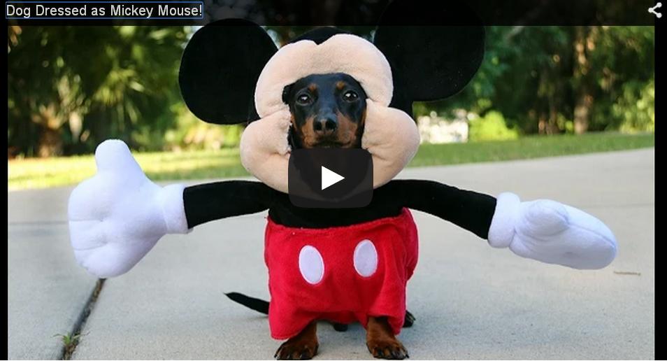 Dachshund Dressed as Mickey Mouse Will Make Your Day Perfect