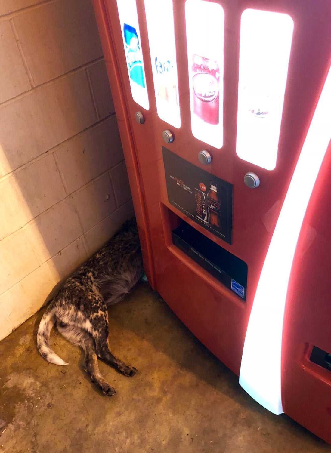 Man Saves Dog While Getting A Soda