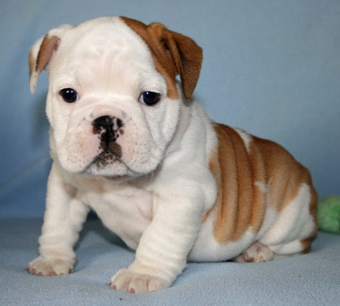 English Bulldog Pups 101 - Get To Know Your Fur Ball Better!
