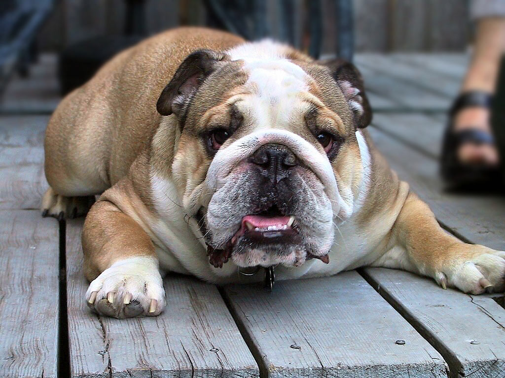 Top 10 Things Only English Bulldog Parents Will Understand!