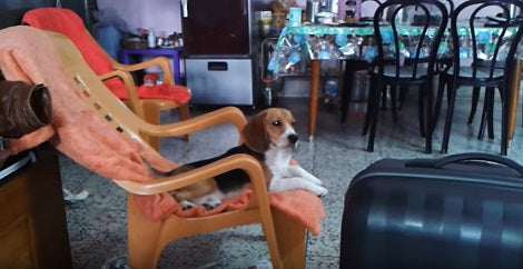 How This Pup Relaxes Every Afternoon Is All Of Us Every Single Day!