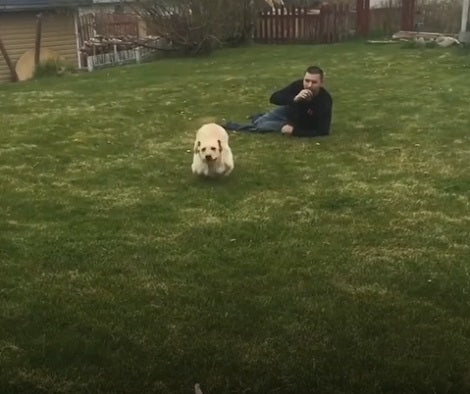 Adorable Pup With Dwarfism Learns To Walk And Run Again