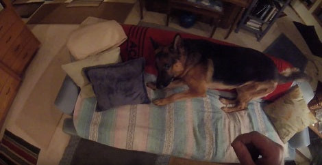 If There's One Thing This Pup Hates Most... It's Potty Time! Aww!!