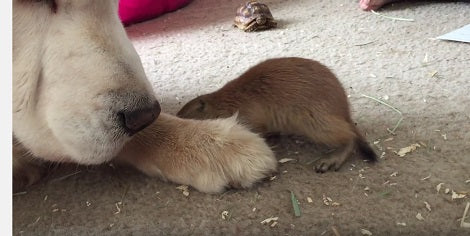 This Pup Just Got A New Groomer... A Prairie Dog! Look At That Enthusiasm!