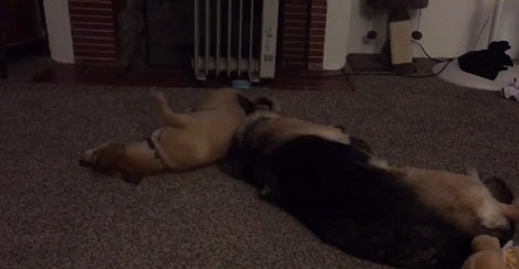 This Pup Is Fast Asleep, But His Tiny Little Brother Won't Stop Disturbing Him!