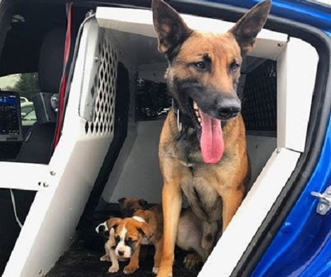 Loving K9 Helps His Partner Rescue 3 Abandoned Puppies!