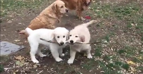 These Two Pups Have Fallen In Love With The Same Stick! Aww!!