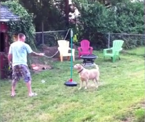How This Adorable Pup Fails At Fetching Will Make You Laugh!