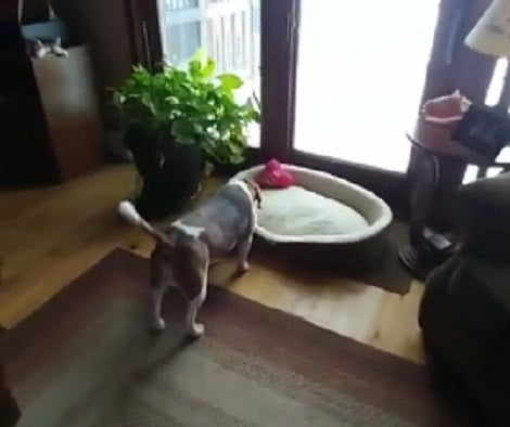 They Bought Their Pup A New Bed... But He's Afraid Of It! Aww!!