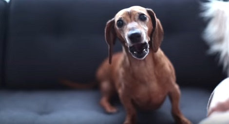 The Sounds This Puppy Makes When He Excited Will Make You Laugh!