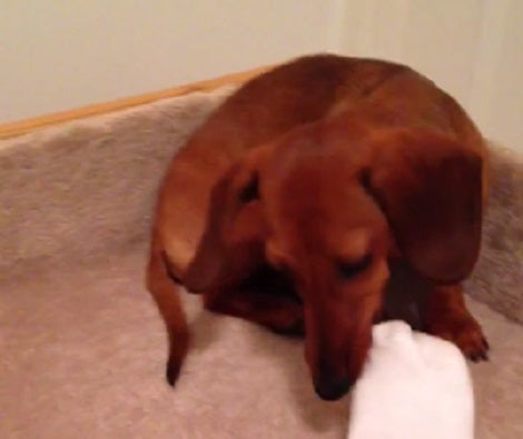 This Adorable Pup Has Found A Brand New Toy To Play With!