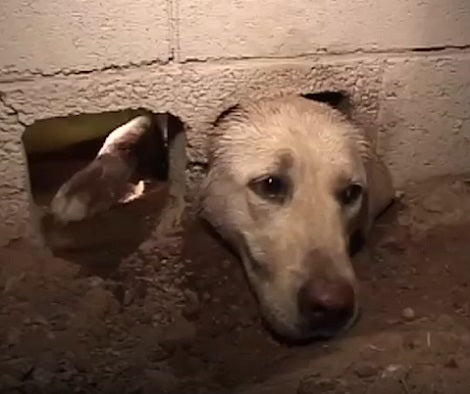 Rescuers Were Determined To Help This Poor Pup Get His Head Out Of The Wall