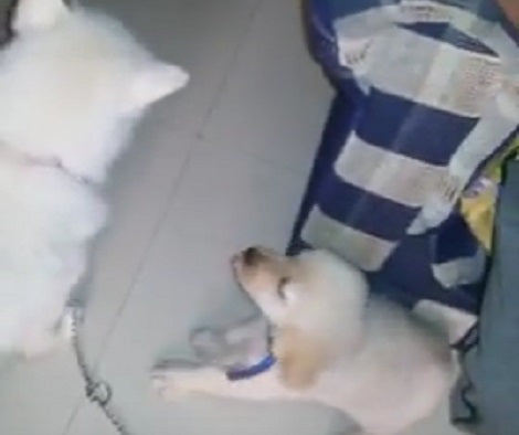Come What May, This Tiny Pup Wants To Take Big Brother Out For A Walk!
