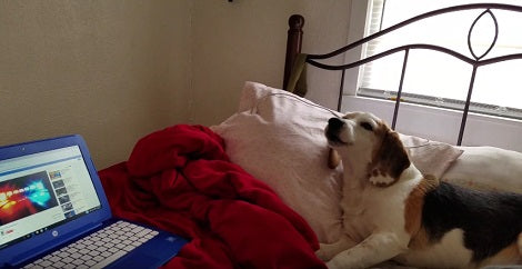 As Soon As This Pup Hears Sirens, He Begins Imitating Them Almost Immediately!