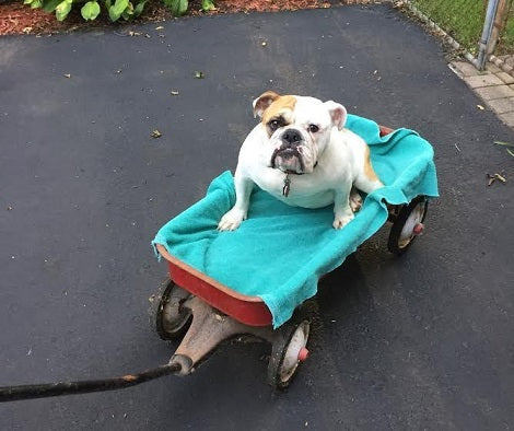 Poor Pup Abandoned In A Tiny Crate Learns To Stand Again...