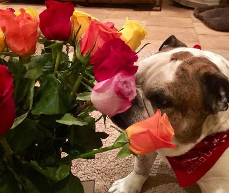 Man Sends Flowers - Not To His Wife, But To Their Darling Pup!