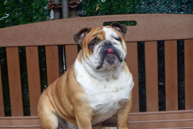 Bulldog Urgently Needs Rescue in NY TODAY - Can You Help?