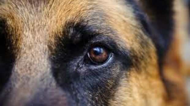 Heroic German Shepherd Saves His Owner's Life! This Is Unbelievable! A MUST Watch!