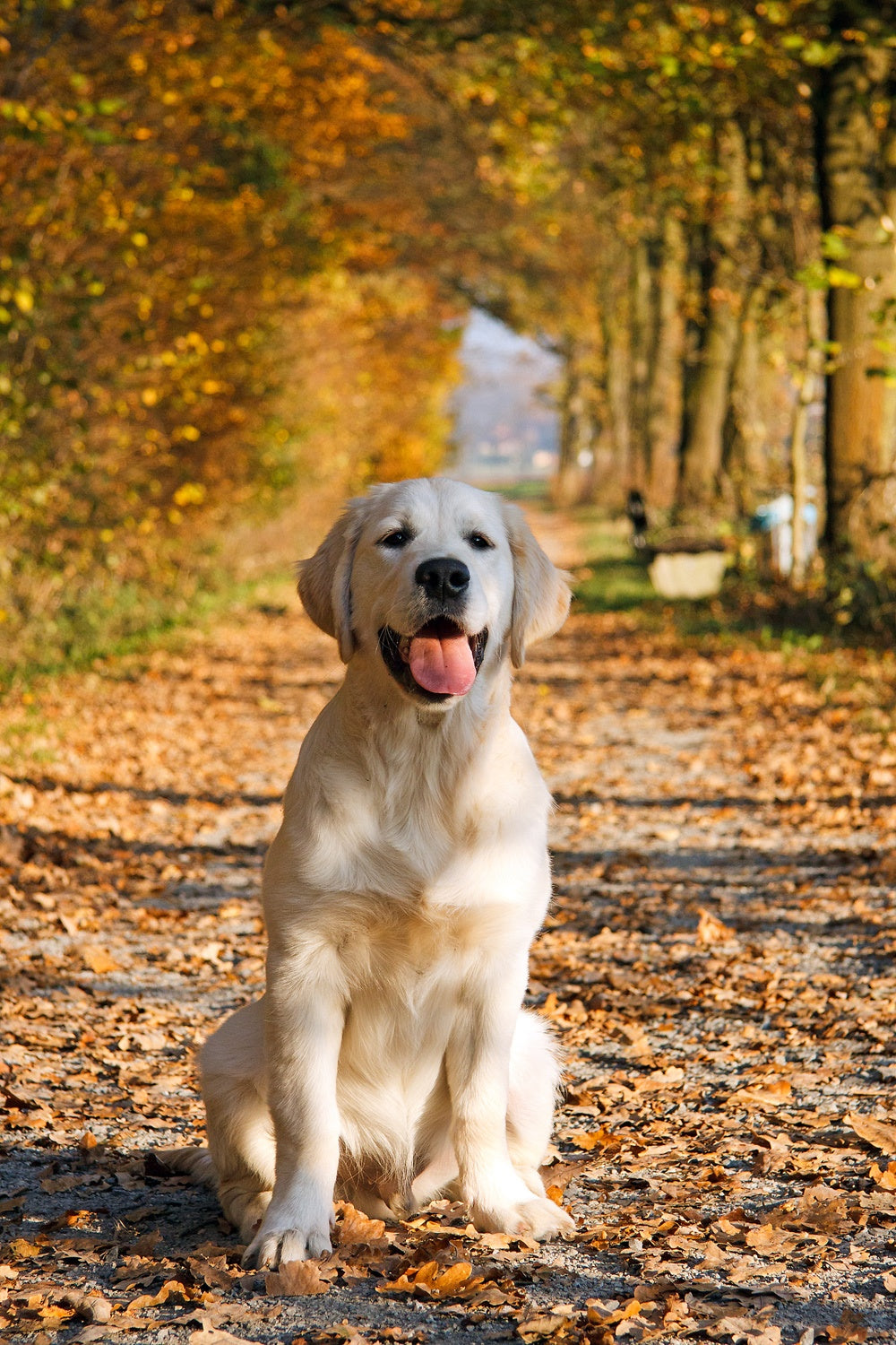 Dog Insurance: Is It Worth It?