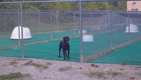 Shelter Aims At Keeping Their Pets Healthy And Happy While They Await Their Forever Homes