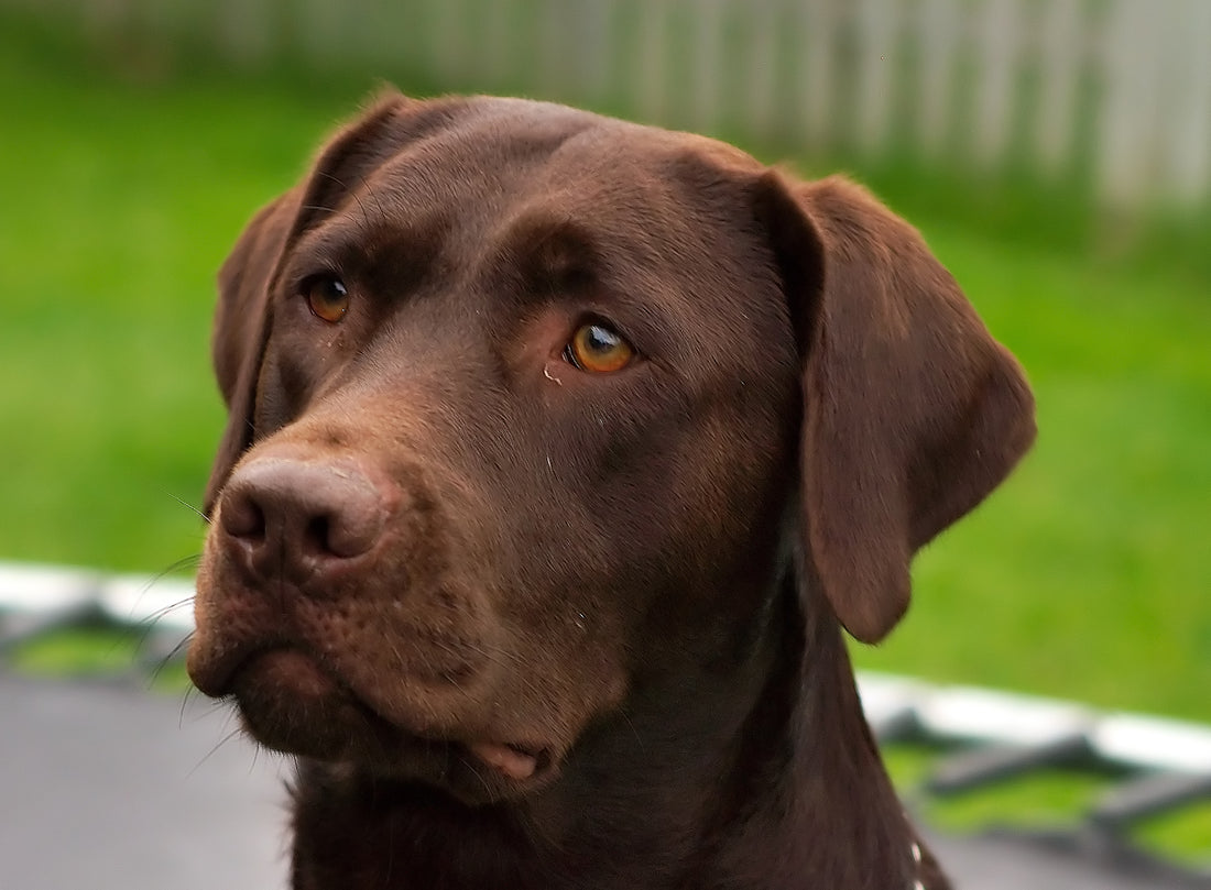 The Results Are In! Is Your Favorite Breed In The Top 13 For 2015?