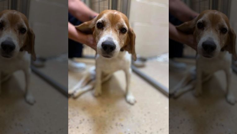 8-Year Old Paralyzed Beagle Was Abandoned But He Never Gave Up