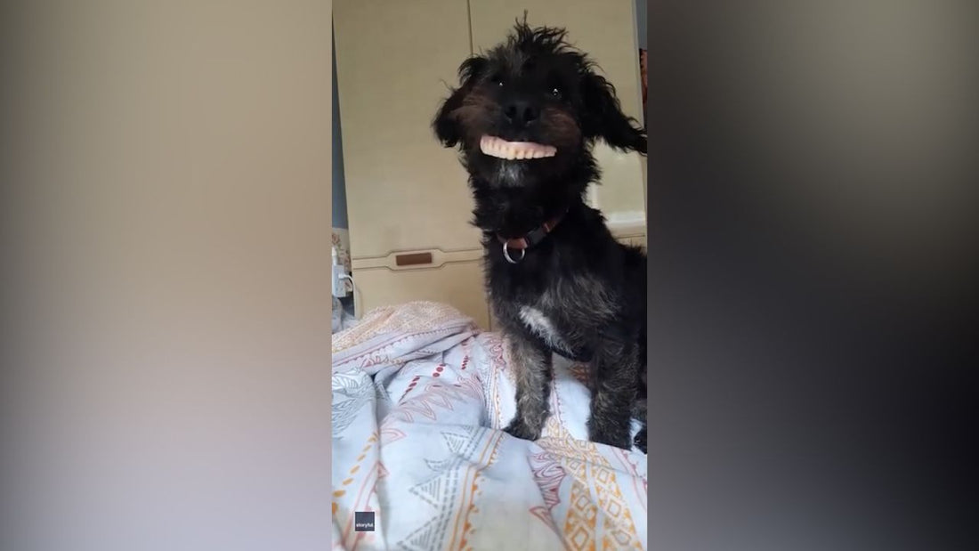 Dog Breaks Into Grandma's Room, Steals Her Dentures And Smiles For Paparazzi!