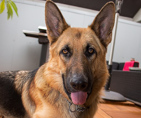 German Shepherd Was Resting When Her Daddy Did Something Incredibly AWESOME! Check This Out!