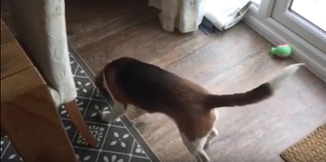 Curious Beagle Pup Discovers A Beetle. How He Reacts To 'It'? This Is Funny!