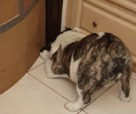 They Caught Their English Bulldog Sneaking Up On Something. What They Saw Next? LOL