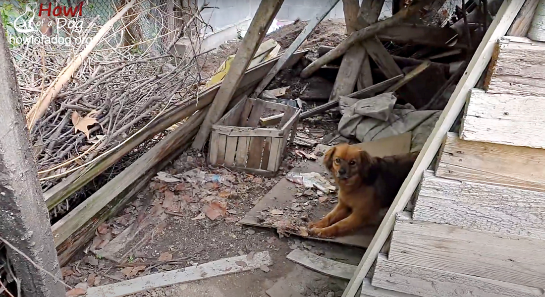 Dog Lives Alone In Empty House After Her Mom Dies