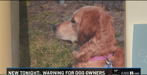 Golden Retriever Dies From Eating Something Commonly Found In Many Homes